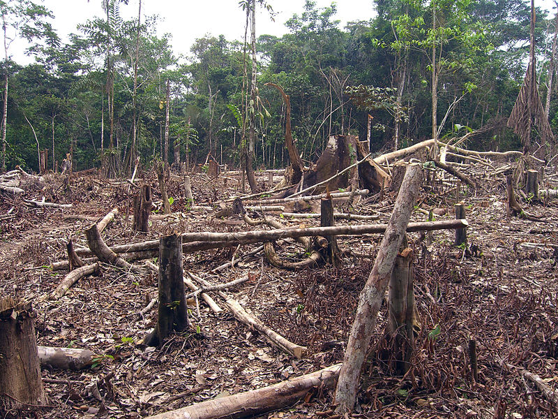 foto de deforestacion