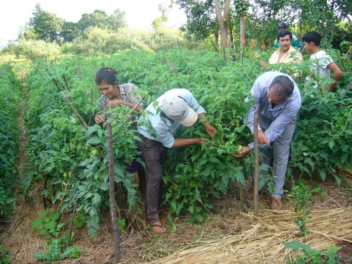 tomate agricultura familia 696x522