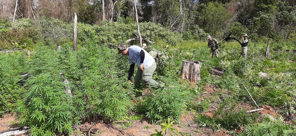 narcotrafico sen